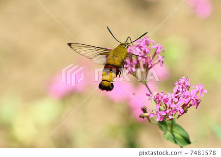 Cephonodes海拉斯 7481578