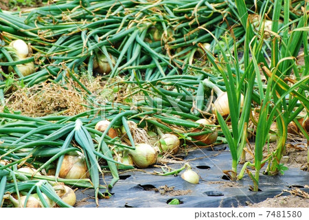 Onion farm Onion farm 7481580
