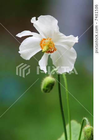 藍罌粟白 7481586