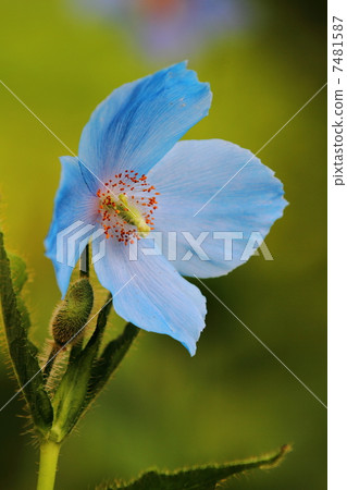 喜馬拉雅山的罌粟 7481587