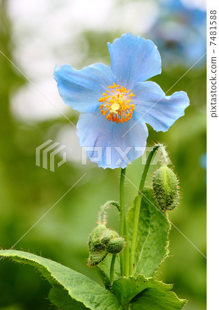 喜馬拉雅山的罌粟 7481588