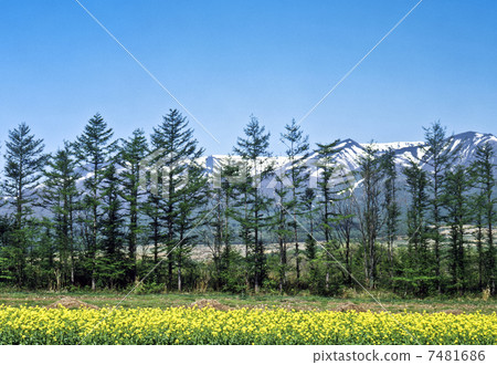 春棗預測 7481686