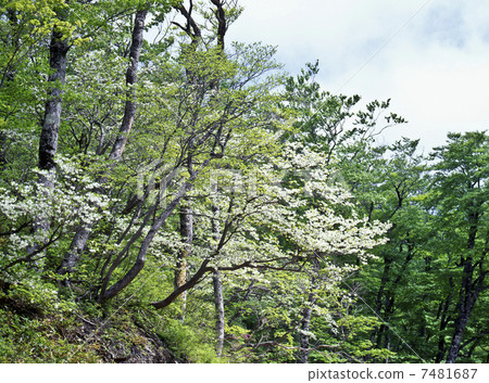 Daeda Dunziae 7481687