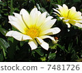 Flowers 7481726