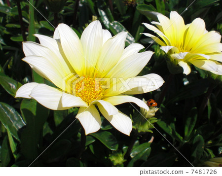 Flowers Flowers 7481726