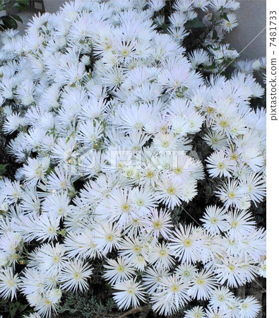 Matsubagiku 02 7481733