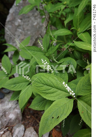 第二個人 第二個人 7481746