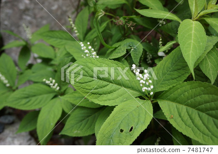 Second person 7481747