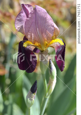 德國鳶尾（德國鳶尾） 7481751