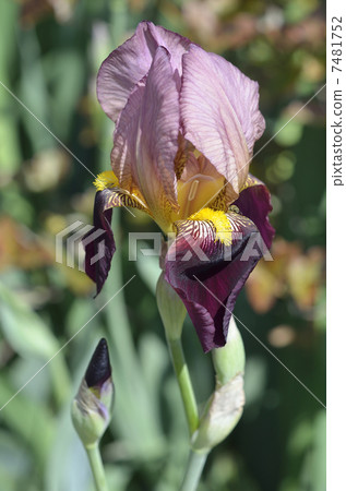 德國鳶尾（德國鳶尾） 7481752