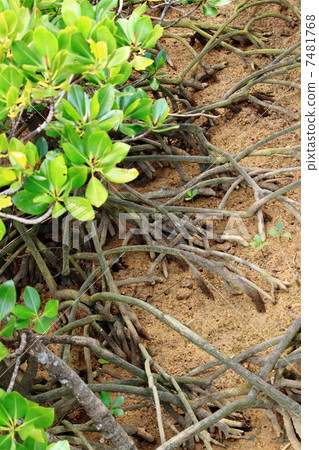 mangrove mangrove 7481768