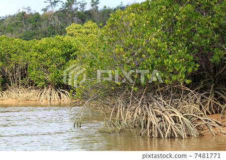 mangrove 7481771