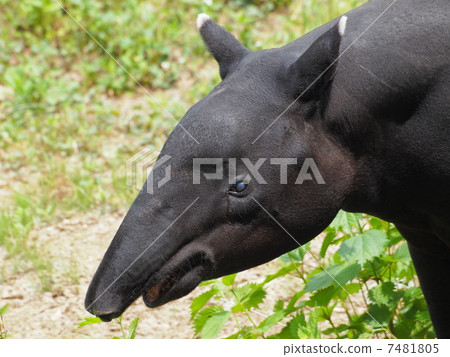 馬來巴克的簡介 7481805