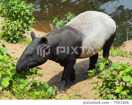 黑白馬來語巴庫 黑白馬來語巴庫 7481806