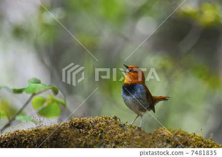 Komadori的拳頭 Komadori的拳頭 7481835