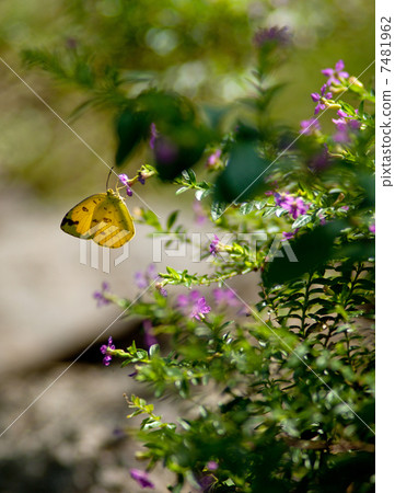 蝴蝶 蝴蝶 7481962