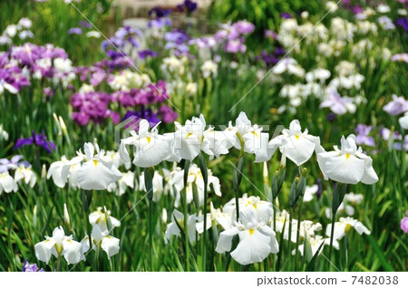 Iris iris (Horikiri iris garden) Iris iris (Horikiri iris garden) 7482038