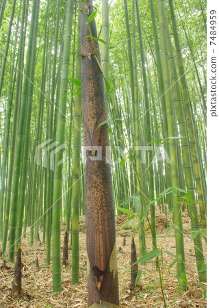 Bamboo shoots Bamboo shoots 7484959