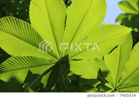 Leaves of trees Leaves of trees 7485014