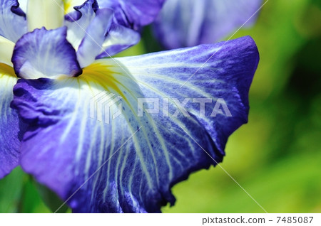 Iris iris (Horikiri iris garden) 7485087