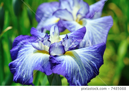 Iris iris (Horikiri iris garden) 7485088