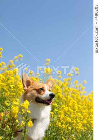 Rape flower, blue sky and corgi Rape flower, blue sky and corgi 7490205