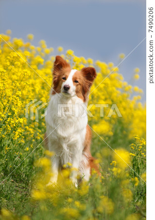 Nanohana和邊境牧羊犬 7490206