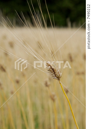 Barley Spring Rain 7490212