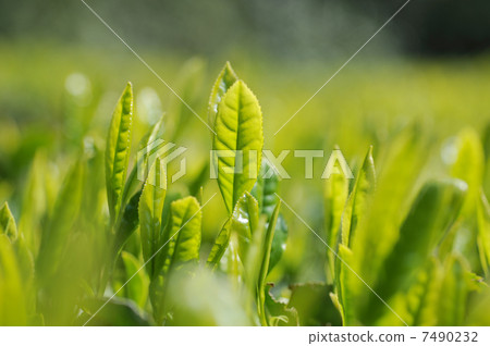 Spring tea leaves Spring tea leaves 7490232