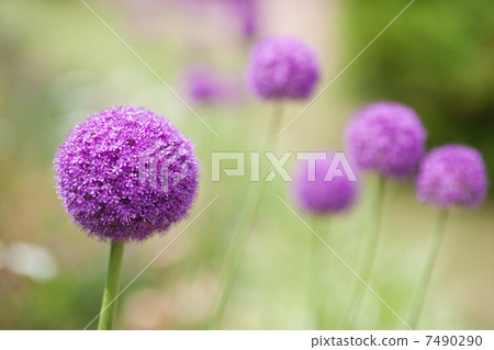 Allium Gigantium Allium Gigantium 7490290