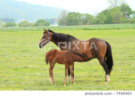 A horse that drinks mother's husband 7490463