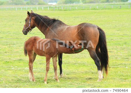 A horse that drinks mother's husband 7490464