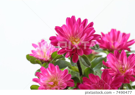 Red-purple ezogic 7490477