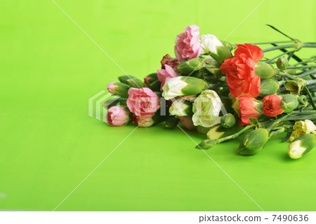 flowers carnation 7490636