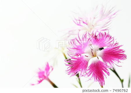 Kawaranadeshiko 7490762