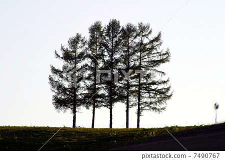 Arashi _ JAL_Tree Arashi _ JAL_Tree 7490767
