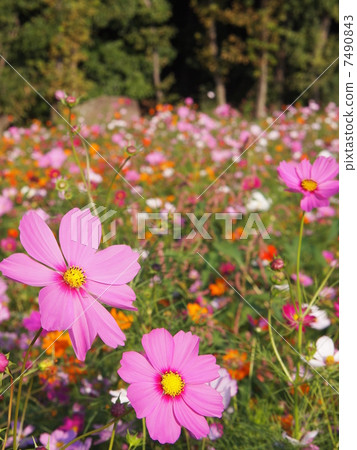 Pink cosmos flower garden Pink cosmos flower garden 7490843