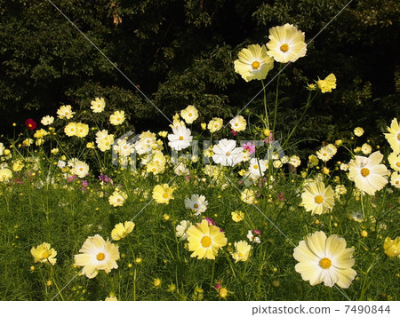 Scenery of yellow cosmos flower garden 7490844