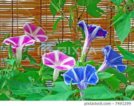 紅色和藍色牽牛花 7491299