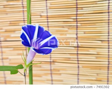 Blue morning glory 7491302