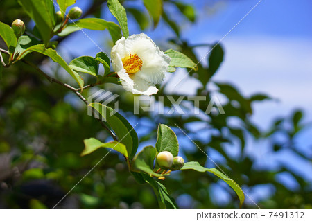 Saruwood's flowers 7491312