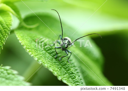 拉米舉行 7491348