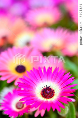 利文斯頓雛菊 利文斯頓雛菊 7491384