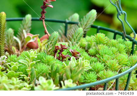 種植多肉植物 7491439