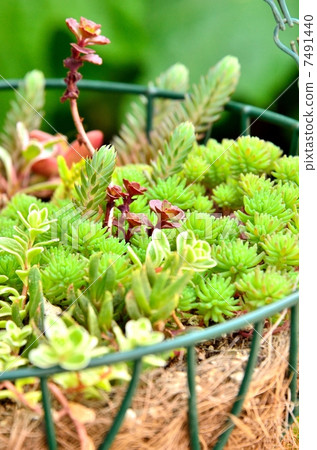 種植多肉植物 7491440