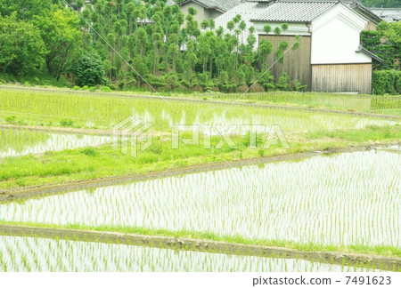 綠色稻田 7491623