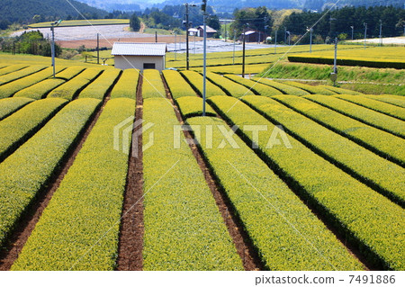 唐津的茶園 唐津的茶園 7491886