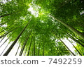 I look up at the bamboo grove 7492259