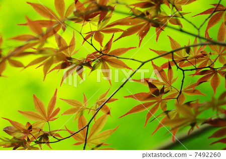 Autumn leaves 7492260