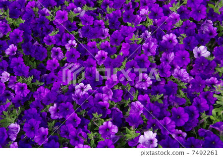 花 花 7492261